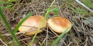 El Colegio de Veterinarios de Asturias organiza una ‘Jornada práctica micológica’