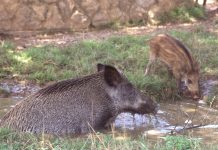 Actualizaciones sobre la detección de un foco de Peste Porcina Africana en Cataluña, 16 de diciembre