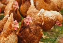 Actualización sobre la situación de la influenza aviar de alta patogenicidad, 17 de noviembre