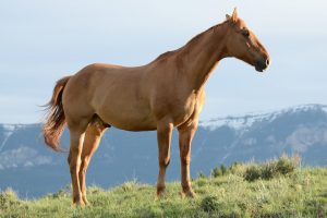 Hoy, 25 de noviembre, reunión sobre el sistema de identificación equina