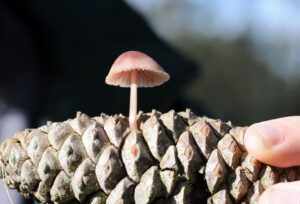 Seminario web; “Micología. Las Setas en el enigmático Reino Fungi”, 10 de octubre