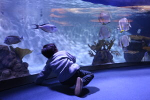 El Colegio celebrará la fiesta infantil de navidad en el Bioparc-Acuario de Gijón el 20 de diciembre