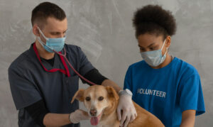 Seminario web: “Salud mental en la profesión Veterinaria ¿Cómo nos afecta el estrés crónico?” 