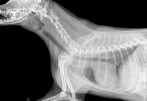 Curso semipresencial: “Instalaciones de radiodiagnóstico veterinario para dirigir u operar”, 3 de septiembre