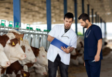 Programa de mentoría profesional VetJoy 2026 para apoyar a veterinarios principiantes